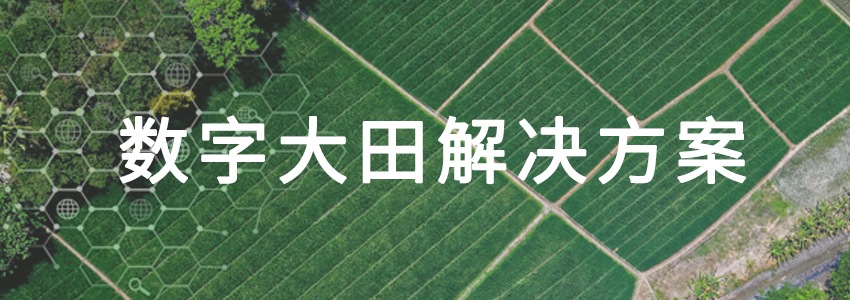 數字大田